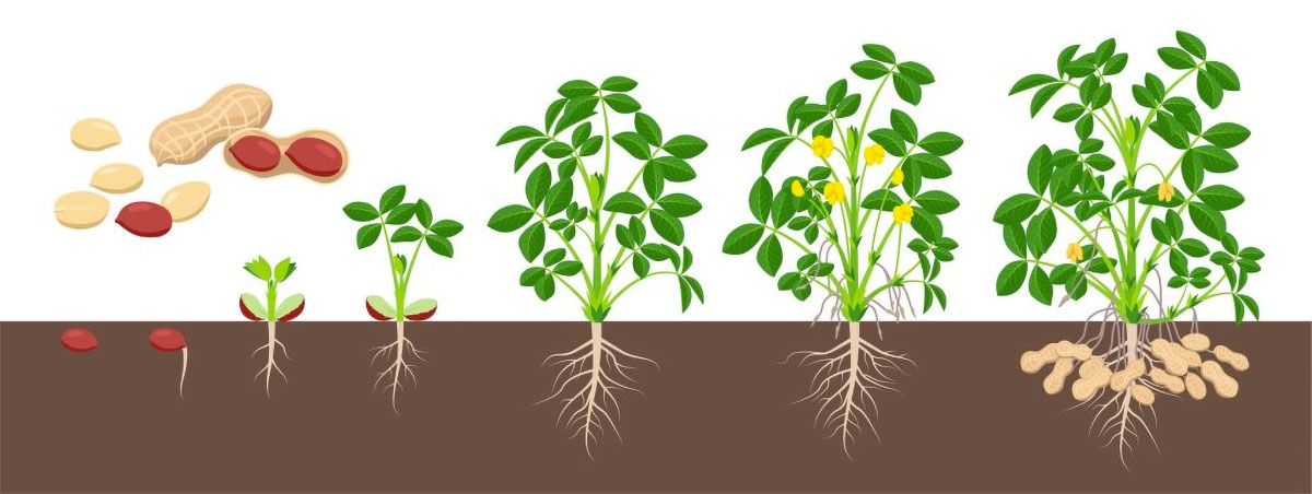 Everything about the Peanut Plant - Plant Propagation