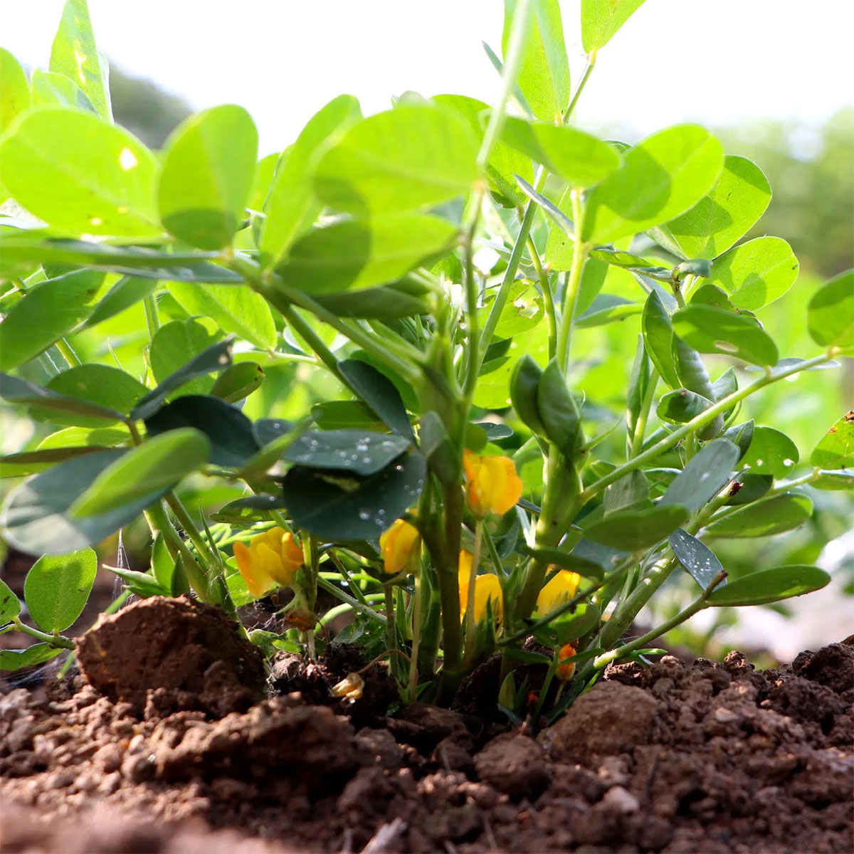 Arachide (Arachis hypogaea) ou cacahuète : plantation, culture