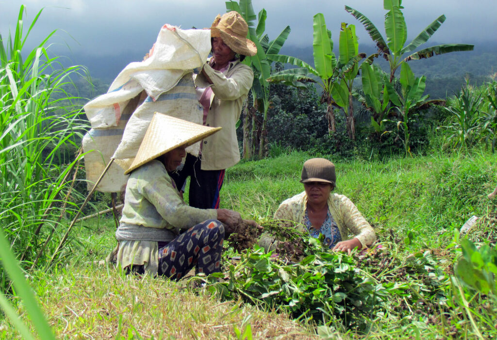 Récolte de la cacahuète en Asie